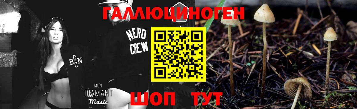 Галлюциногенные грибы Psilocybe Тимашёвск